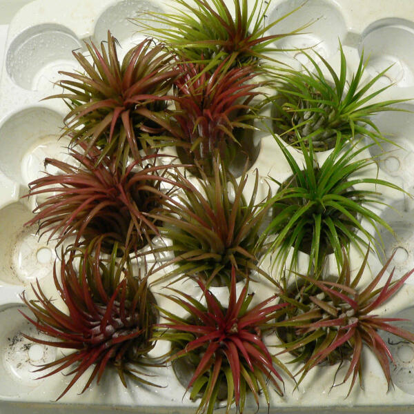 Tillandsia (Tillandsia funckiana)